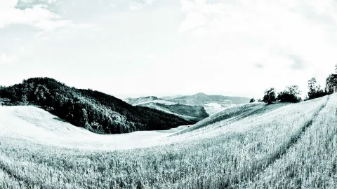 Schwarzweißes Panorama mit welligen Getreidefeldern im Vordergrund, einem bewaldeten Hügel links und blassen Bergen am Horizont unter bewölktem Himmel.
