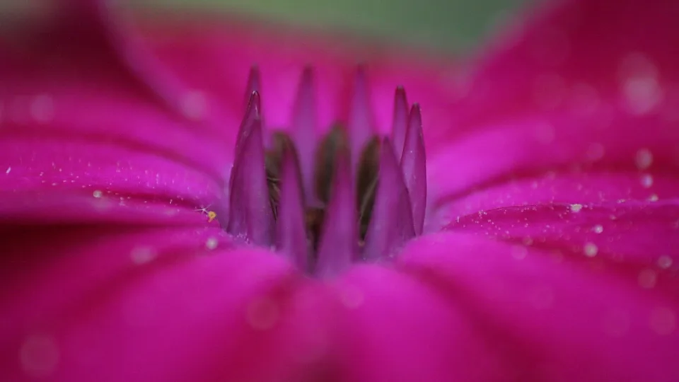 Nahaufnahme einer magentafarbenen Blüte mit aufragenden Staubblättern im Zentrum, die Blütenblätter sind von kleinen Wassertropfen übersät.