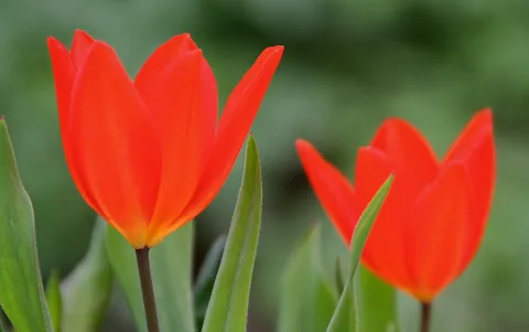 Zwei leuchtend rote Tulpen mit grünen Blättern vor unscharfem grünem Hintergrund