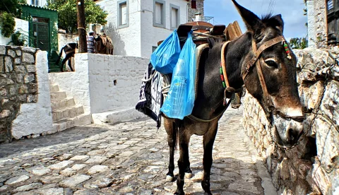Ein dunkelbrauner Esel mit Lederzaumzeug und blauen Plastiktüten auf dem Packsattel steht in einer gepflasterten Gasse neben weiß getünchten Mauern und einer Steintreppe.