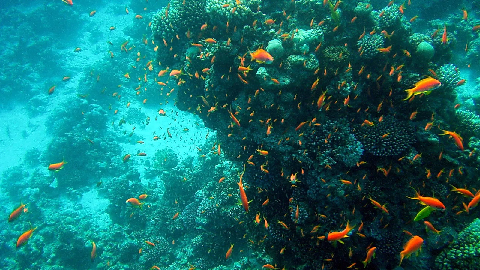 Unterwasseraufnahme eines Korallenriffs mit zahlreichen orangefarbenen Fischen, die um einen dichten Korallenblock schwimmen; links im Bild helles, türkisfarbenes Wasser.
