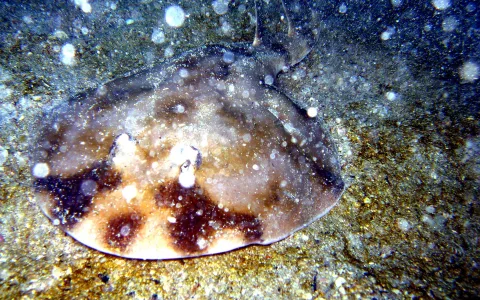 Ein brauner, gefleckter Rochen liegt von oben gesehen auf sandigem Meeresboden, im trüben Wasser schweben helle Partikel.