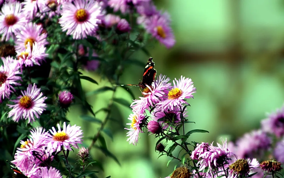 Ein Schmetterling mit schwarzen Flügeln und roten Binden sitzt auf einer lila Aster, im Hintergrund unscharfes Grün.