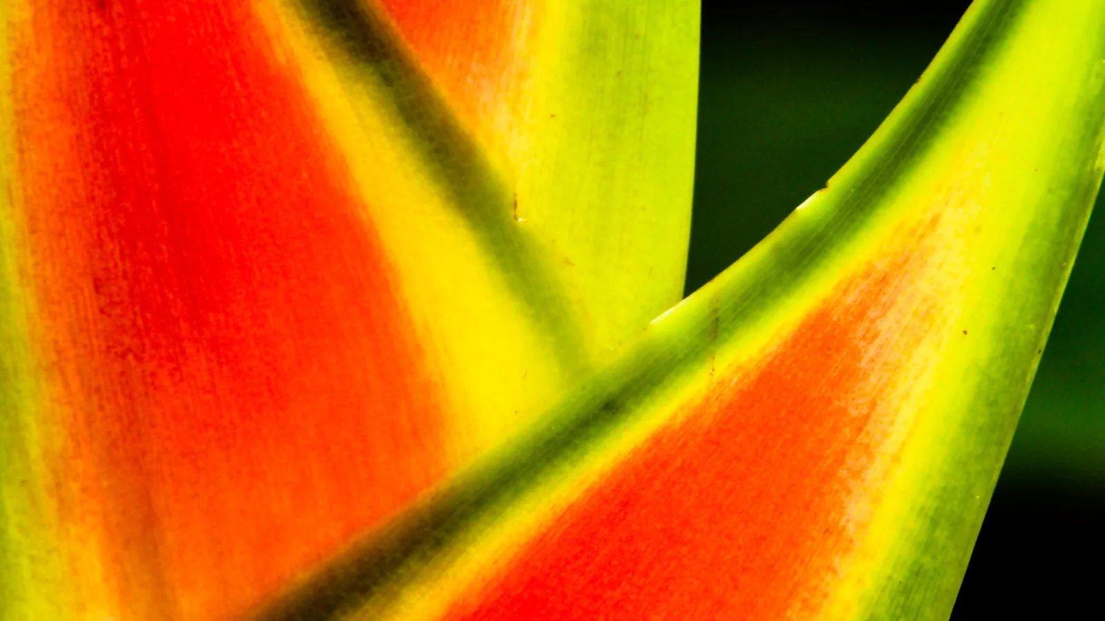 Nahaufnahme einer orangeroten Heliconia-Blüte mit gelben und grünen Hochblättern vor dunklem Hintergrund.