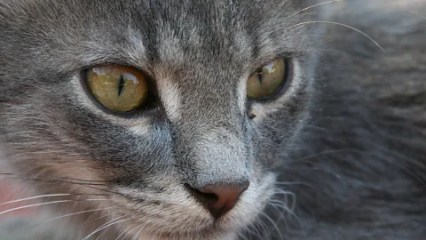 Nahaufnahme des Gesichts einer grauen Katze mit gelbgrünen Augen und Schnurrhaaren vor unscharfem grauem Fell.