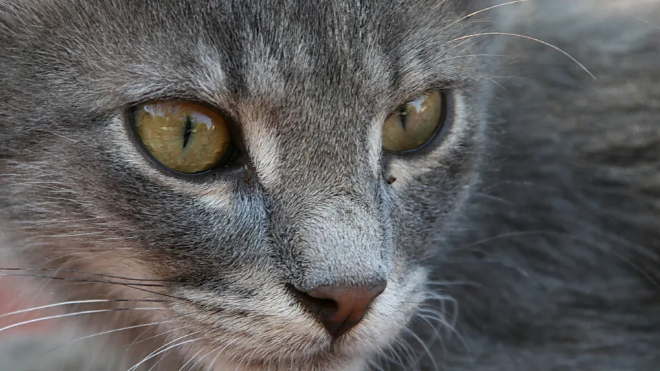 Nahaufnahme des Gesichts einer grauen Katze mit gelbgrünen Augen und Schnurrhaaren vor unscharfem grauem Fell.