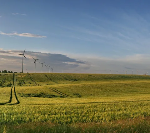 Windräder auf einem Hügelkamm über einem grünen Gerstenfeld mit Traktorspuren unter blauem Himmel mit Wolken.