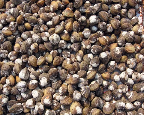 Ein dichter Haufen brauner Muscheln mit hellen Innenseiten liegt auf einer Fläche, fotografiert von oben.
