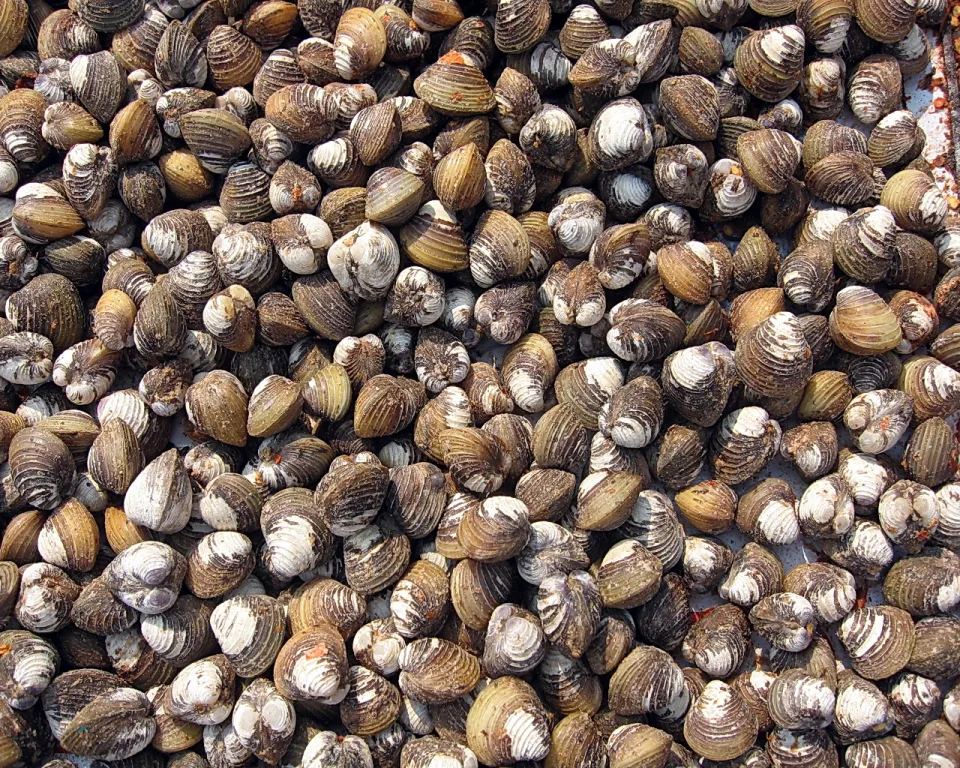 Ein dichter Haufen brauner Muscheln mit hellen Innenseiten liegt auf einer Fläche, fotografiert von oben.