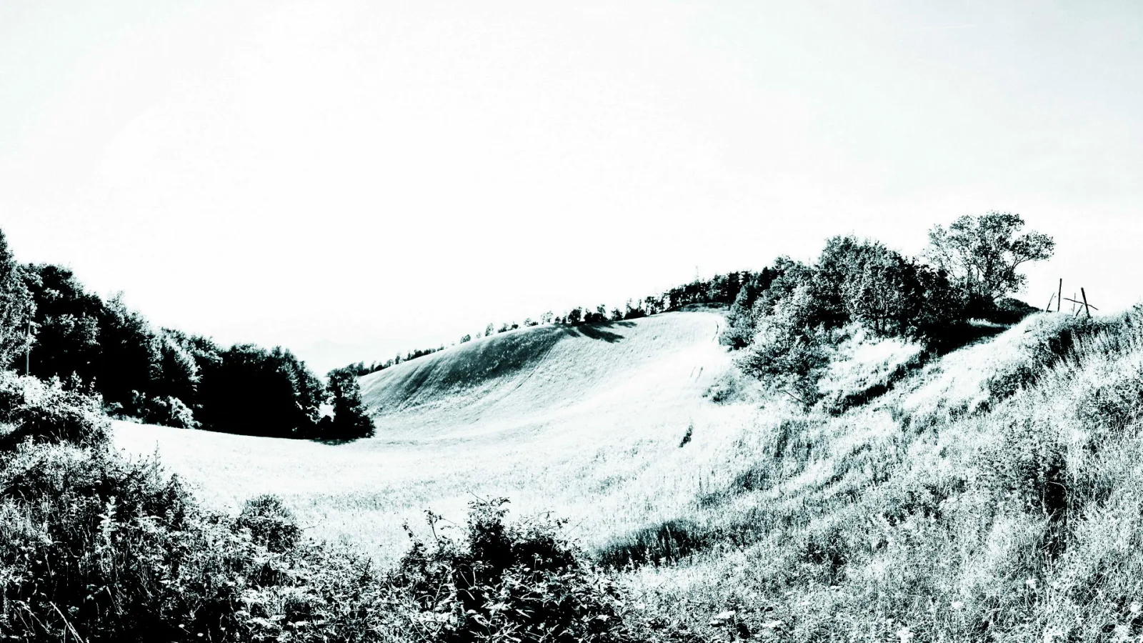 Schwarzweißes Landschaftsbild: sanft geschwungener, kahler Hügel mit Gras und Büschen im Vordergrund, links dichter Baumbestand, rechts ein einzelner Baum vor hellem, diesigem Himmel.