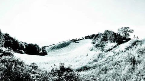 Schwarzweißes Landschaftsbild: sanft geschwungener, kahler Hügel mit Gras und Büschen im Vordergrund, links dichter Baumbestand, rechts ein einzelner Baum vor hellem, diesigem Himmel.