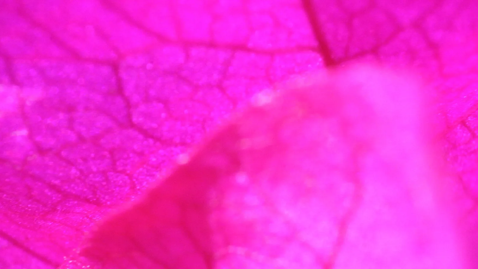 Makroaufnahme eines pinkfarbenen Blattes mit feinen Adern, im Vordergrund ein unscharfer Blattrand.