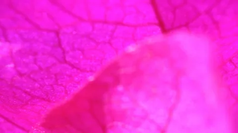 Makroaufnahme eines pinkfarbenen Blattes mit feinen Adern, im Vordergrund ein unscharfer Blattrand.