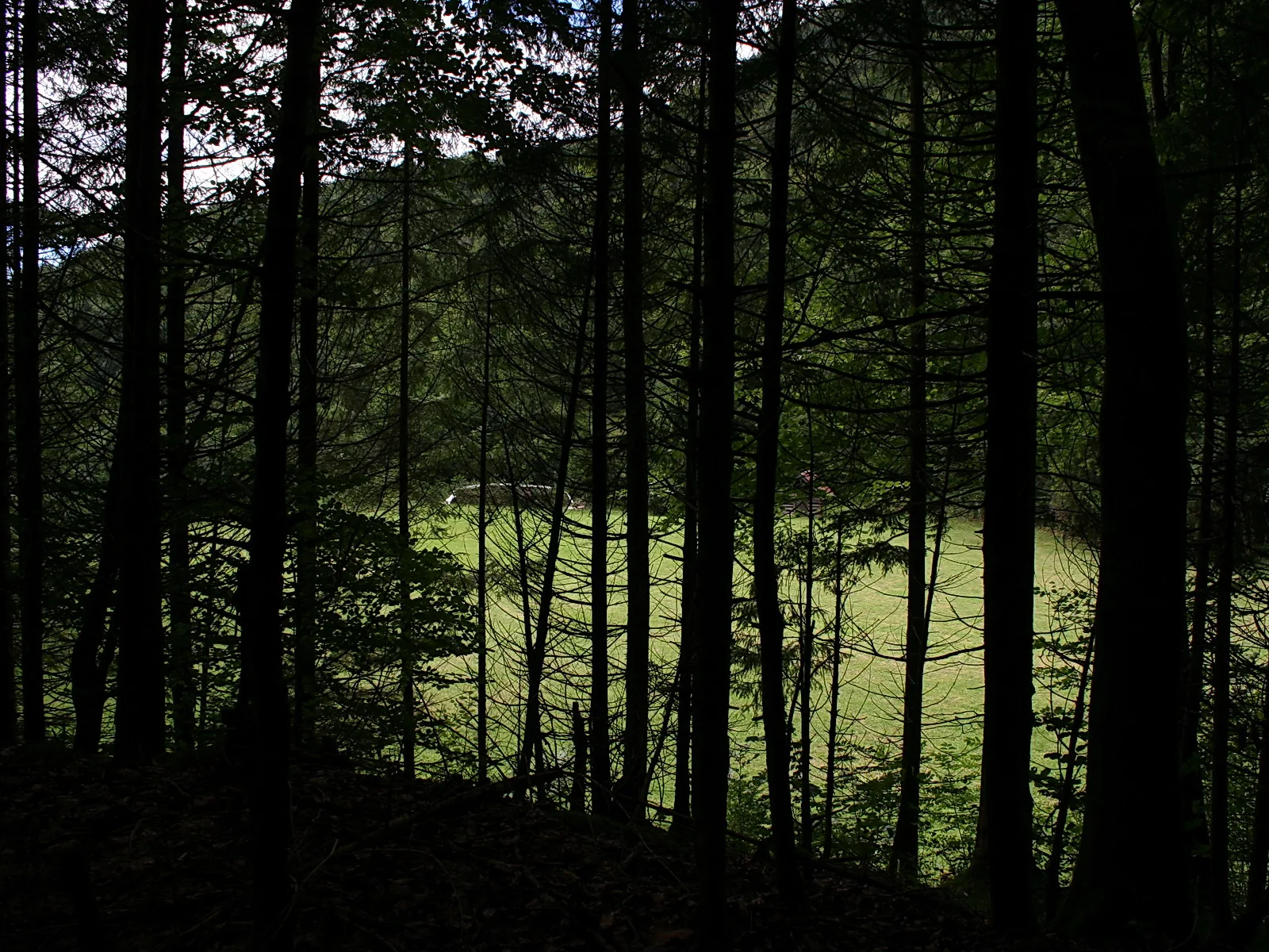 Hohe, dunkle Baumstämme vor einer hellgrünen Waldwiese, die sich als Lichtung zwischen den Bäumen öffnet.