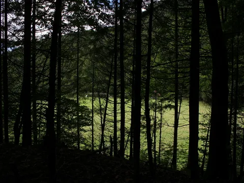 Hohe, dunkle Baumstämme vor einer hellgrünen Waldwiese, die sich als Lichtung zwischen den Bäumen öffnet.