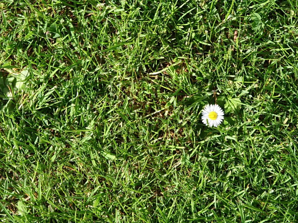 Ein weißes Gänseblümchen mit gelber Mitte wächst zwischen dichtem grünem Gras.
