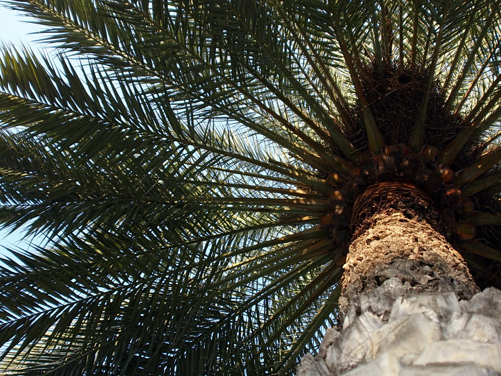 Blick von unten auf eine Palme mit langen, gefiederten Wedeln vor hellblauem Himmel, im Vordergrund der raue, helle Stamm.
