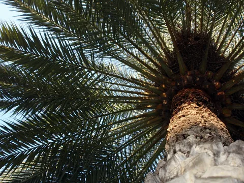 Blick von unten auf eine Palme mit langen, gefiederten Wedeln vor hellblauem Himmel, im Vordergrund der raue, helle Stamm.