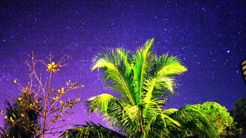 Grün angestrahlte Palmen vor einem violett-blauen Sternenhimmel, links ein Baum mit gelben Blättern.