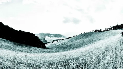 Schwarzweißes Foto: sanft geschwungene Hügel mit einem Getreidefeld im Vordergrund, links ein dunkler Waldrand, darüber heller, bewölkter Himmel.