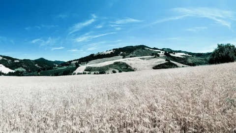 Weites Getreidefeld im Vordergrund, dahinter bewaldete Hügel mit hellen Feldern und blauer Himmel mit Schleierwolken