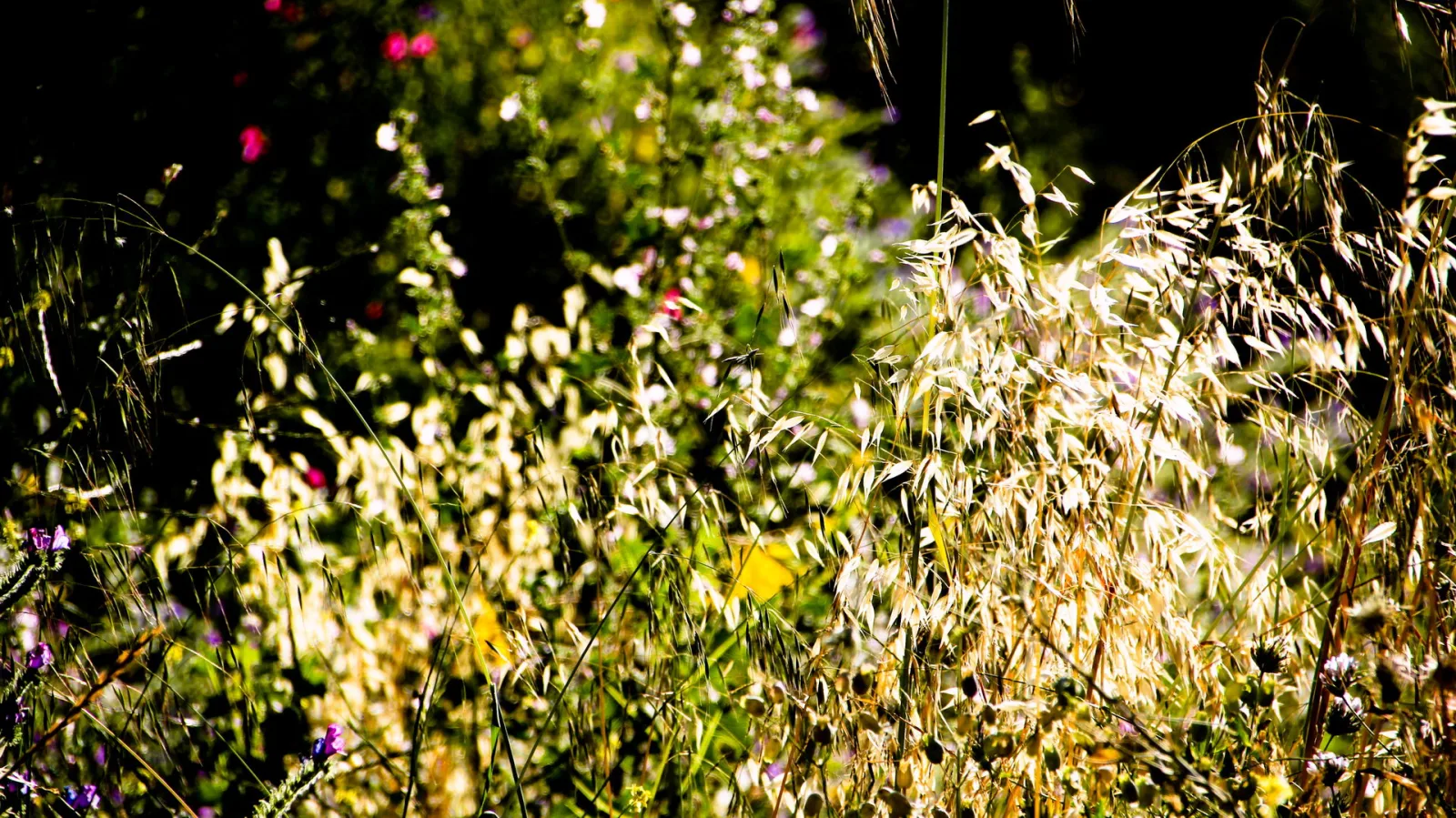 Hohe Wildgräser und Blüten im Gegenlicht vor dunklem Grün, die goldenen Halme leuchten in der Sonne.