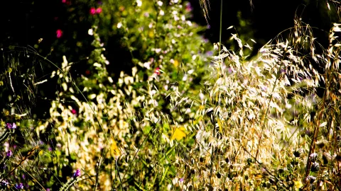 Hohe Wildgräser und Blüten im Gegenlicht vor dunklem Grün, die goldenen Halme leuchten in der Sonne.