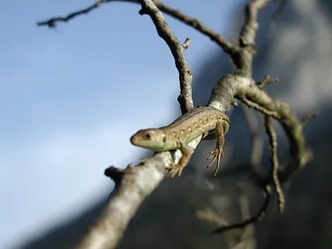 Eine grünlich-braune Eidechse sitzt seitlich auf einem kahlen Ast vor blauem Himmel und verschwommenem Felshintergrund.