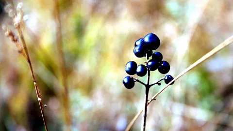 Eine Traube glänzender, fast schwarzblauer Beeren sitzt an einem dünnen, trockenen Zweig vor einem unscharfen, gelblich grünen Hintergrund.