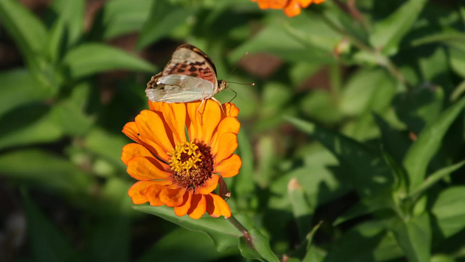 Ein weiß-braun gemusterter Falter sitzt auf einer orangefarbenen Zinnienblüte mit gelber Mitte, im Hintergrund grünes Laub.
