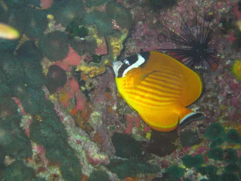 Gelb-oranger Schmetterlingsfisch mit schwarz-weißer Gesichtsbinde schwimmt an einem bunt bewachsenen Riff, rechts daneben ein schwarzer Seeigel.