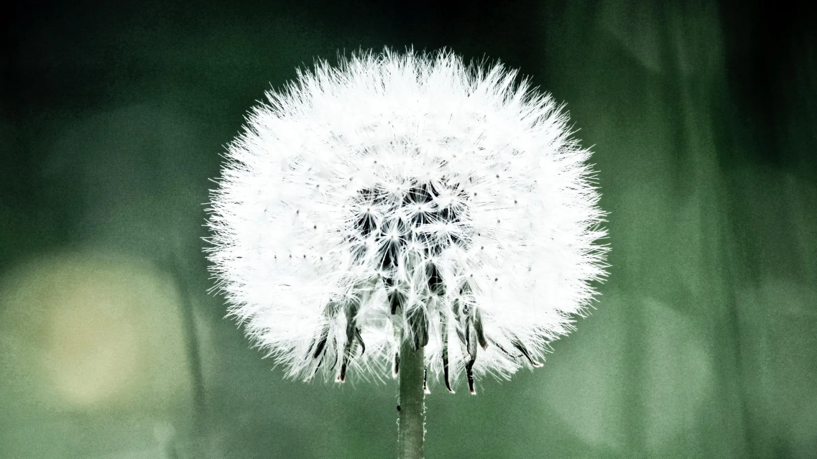 Eine weiße Pusteblume mit vielen feinen Samenschirmchen auf dünnem Stängel, im Hintergrund unscharfes Grün.