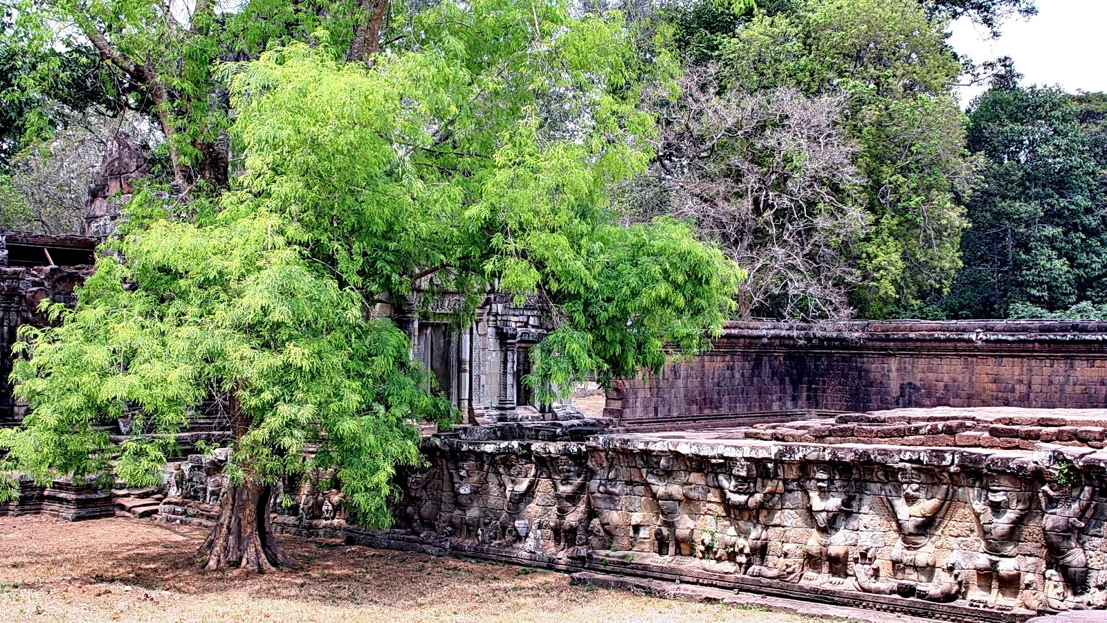 Ein großer Baum mit hellgrünem Laub steht vor alten Tempelruinen aus Sandstein, rechts davon eine Mauer mit Reliefs von Figuren.