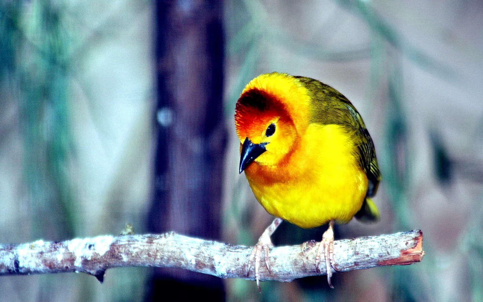 Gelber Webervogel mit orangerotem Kopf und schwarzem Schnabel sitzt auf einem hellen Ast vor unscharfem grünlich-grauem Hintergrund.