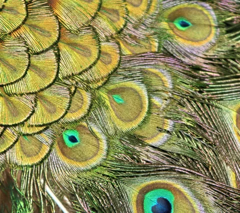 Nahaufnahme von Pfauenfedern mit mehreren grünblau umrandeten Augenflecken auf goldbraunem Grund, dazwischen feine Federstrahlen in Grün und Violett.
