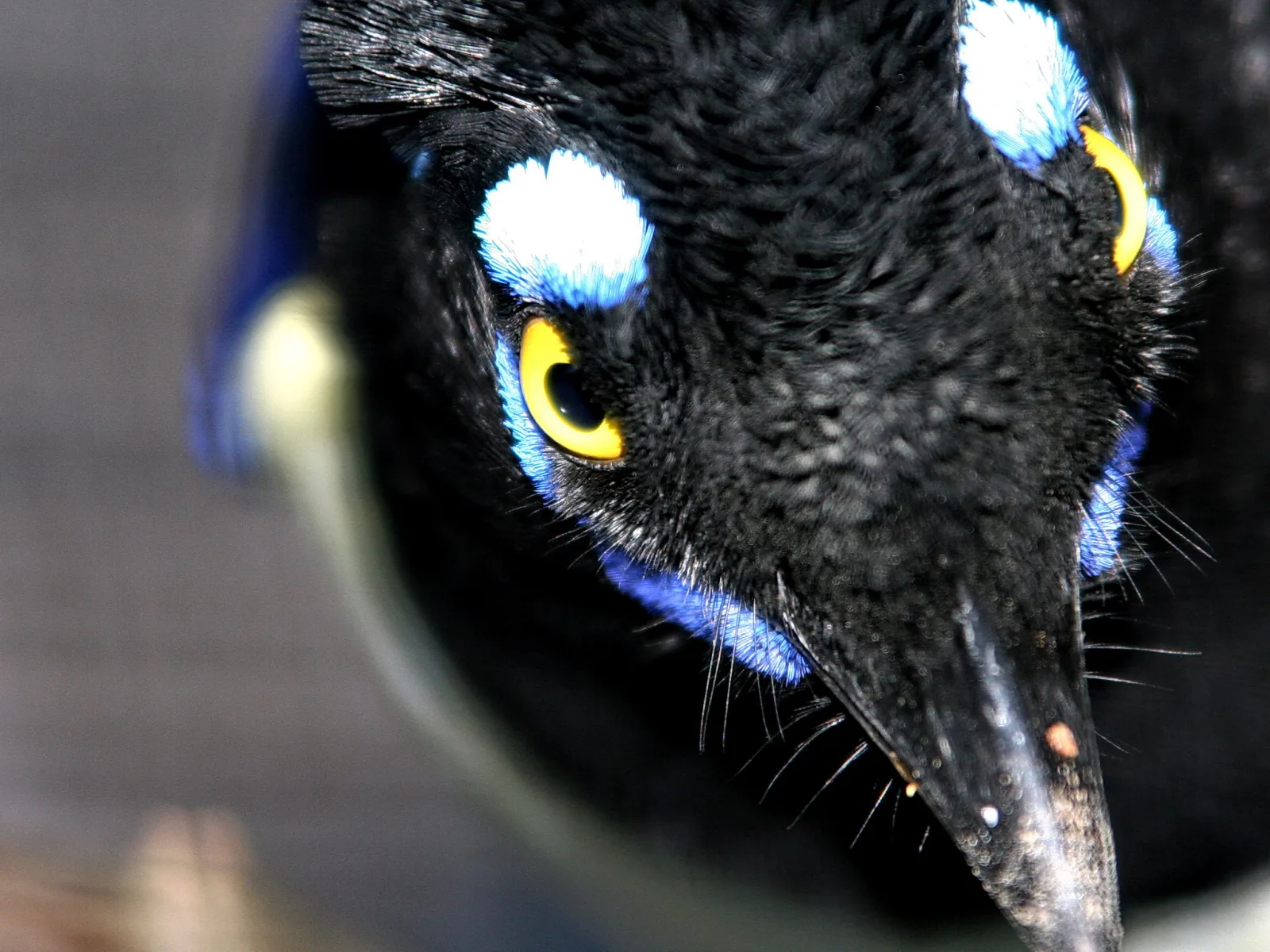 Nahaufnahme eines schwarzen Vogels mit gelbem Auge, blau-weißen Federpartien am Kopf und langem dunklem Schnabel vor unscharfem grauem Hintergrund.