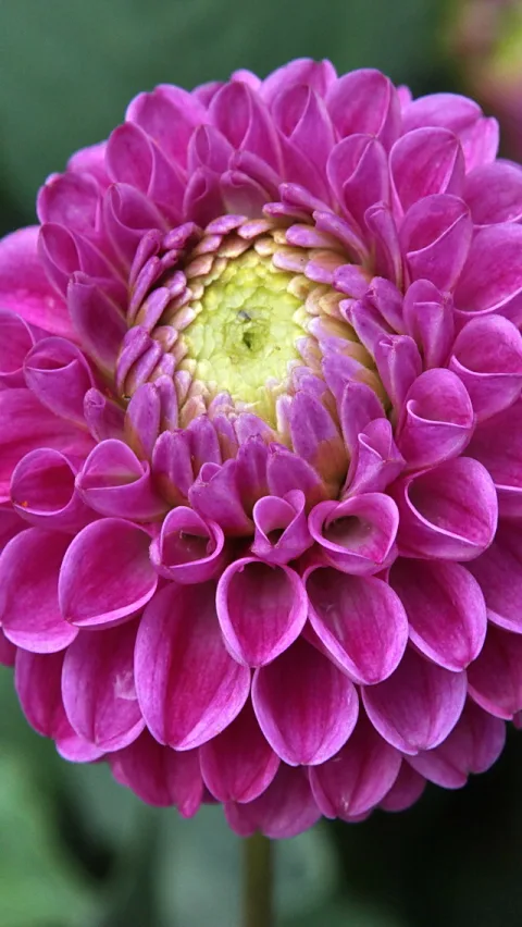 Nahaufnahme einer pinken Dahlienblüte mit dicht gestapelten, gewellten Blütenblättern und gelbgrünem Zentrum vor unscharfem grünem Hintergrund.