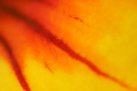 Makroaufnahme eines Blütenblatts mit einer diagonal verlaufenden roten Ader vor orangefarbenem und gelbem Grund, links unten eine zweite, schwächere Ader.