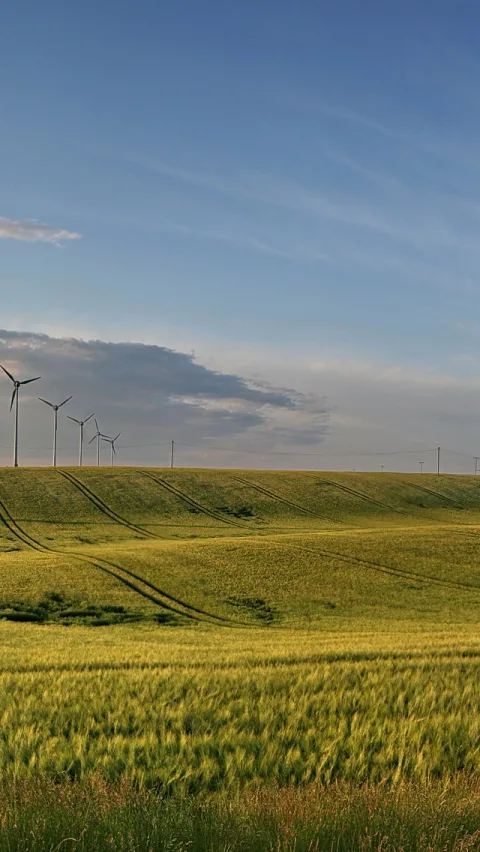 Hochformat: Ein grünes Weizenfeld zieht sich über einen sanften Hügel, am Horizont drehen sich mehrere Windräder unter einem blau-grauen Himmel mit einzelnen Wolken.
