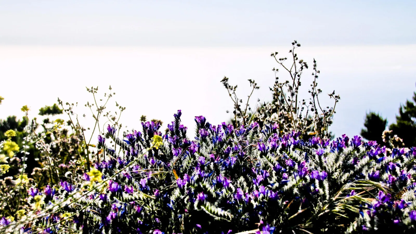 Dichter Busch mit violetten Blüten und grau-grünen, feinen Blättern vor hellem, diffusem Himmel; im Hintergrund dünne, verdorrte Pflanzenstängel und gelbe Blüten am linken Rand.