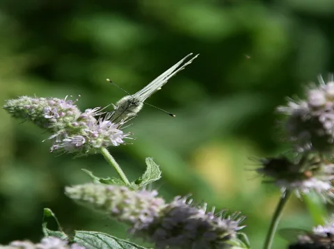 Ein weißer Schmetterling sitzt auf einer lila blühenden Minzpflanze vor einem stark unscharfen, grünen Hintergrund.