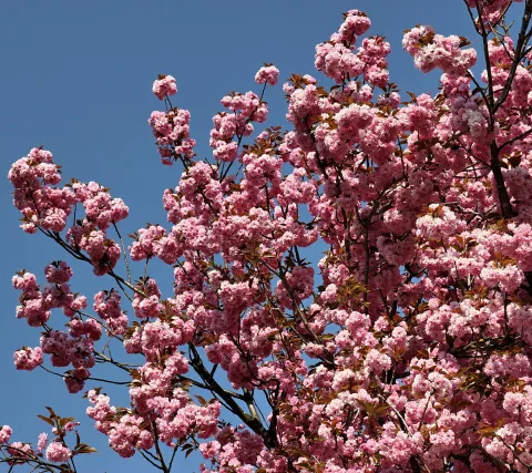 Ein blühender Zierkirschbaum mit dichten rosa Blütenbüscheln vor einem wolkenlosen blauen Himmel, Äste sind teilweise sichtbar.
