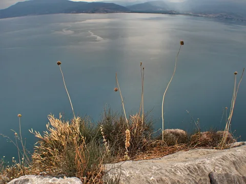 Verdorrte Pflanzen mit Samenständen wachsen auf einem Felsen, im Hintergrund ruhiges Meer und Bergketten unter diesigem Himmel.