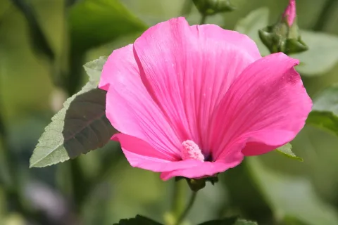 Eine rosafarbene Blüte mit breiten Blütenblättern und hellrosa Blütenstempel in der Mitte, dahinter unscharfes grünes Laub.