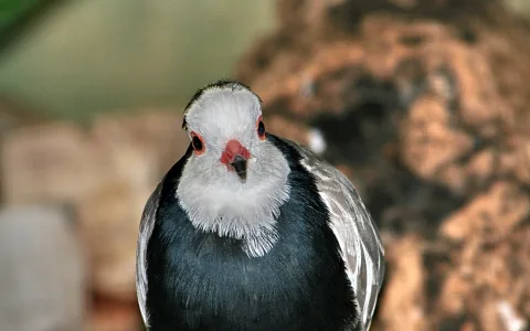 Nahaufnahme eines Vogels mit weißem Kopf, roter Augenumrandung und schwarzblauem Gefieder, frontal in die Kamera blickend, vor unscharfem braunem Hintergrund.
