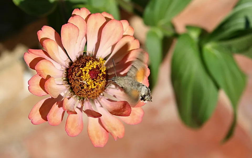 Ein Taubenschwänzchen schwebt vor einer rosafarbenen Zinnienblüte und saugt mit seinem Rüssel Nektar, im Hintergrund unscharfes Grün und Mauerwerk.