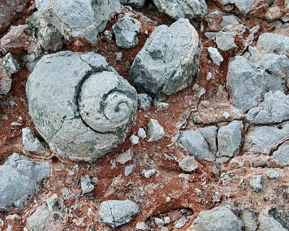 Eine graue, versteinerte Schnecke mit deutlich sichtbarer Spirale liegt zwischen grauen Steinen auf rotbraunem, erdigem Untergrund.