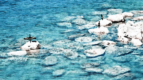 Mehrere Kormorane sitzen auf weißen Felsen in türkisfarbenem, leicht bewegtem Wasser; einer breitet die Flügel aus.