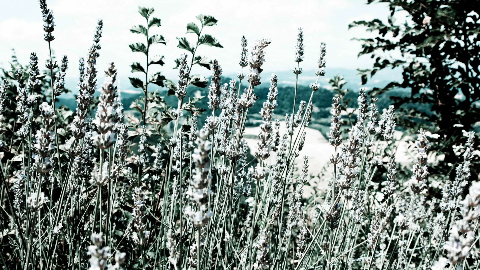 Dichtes Lavendelfeld mit schlanken violetten Blütenständen vor grünen Hügeln und hellem, bewölktem Himmel