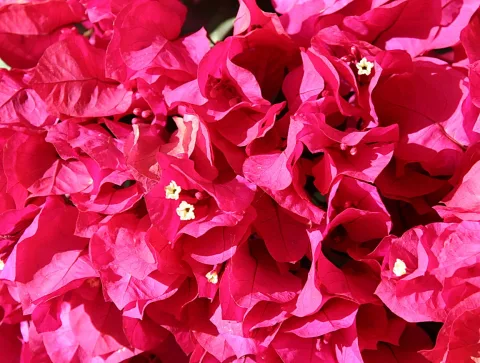 Nahaufnahme eines Bougainvillea-Strauchs mit dicht gedrängten, pinkfarbenen Hochblättern und kleinen weißen Blüten in der Mitte.
